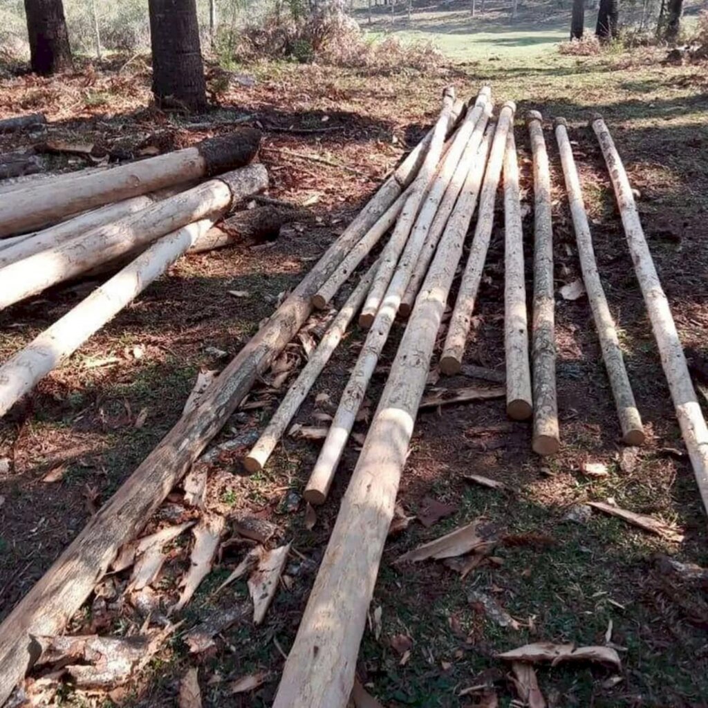 Polícia Militar Ambiental de Lages cumpre mandado de busca e apreensão e apreende  armas e madeiras ilegais em Cerro Negro