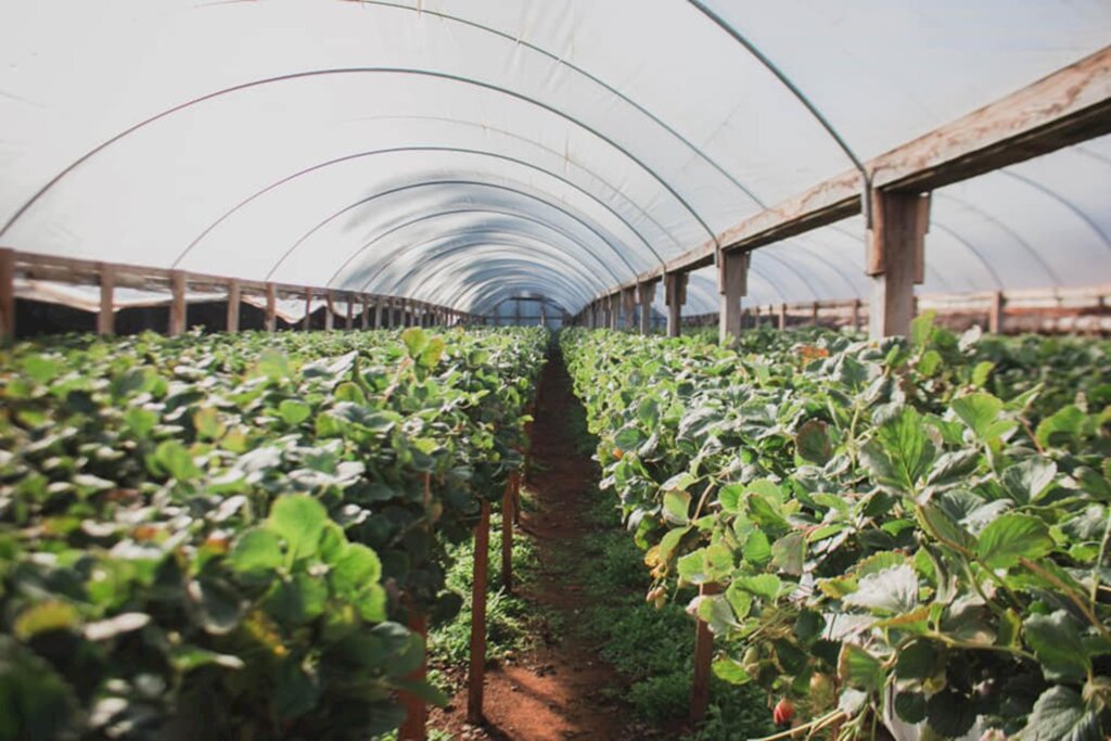 Agricultores de Celso Ramos encontram na  plantação de morango, uma nova fonte de renda