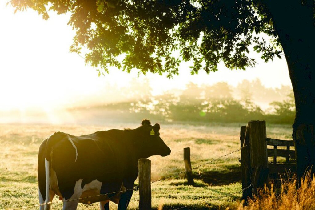 Campo Belo do Sul incentiva a pecuária de corte