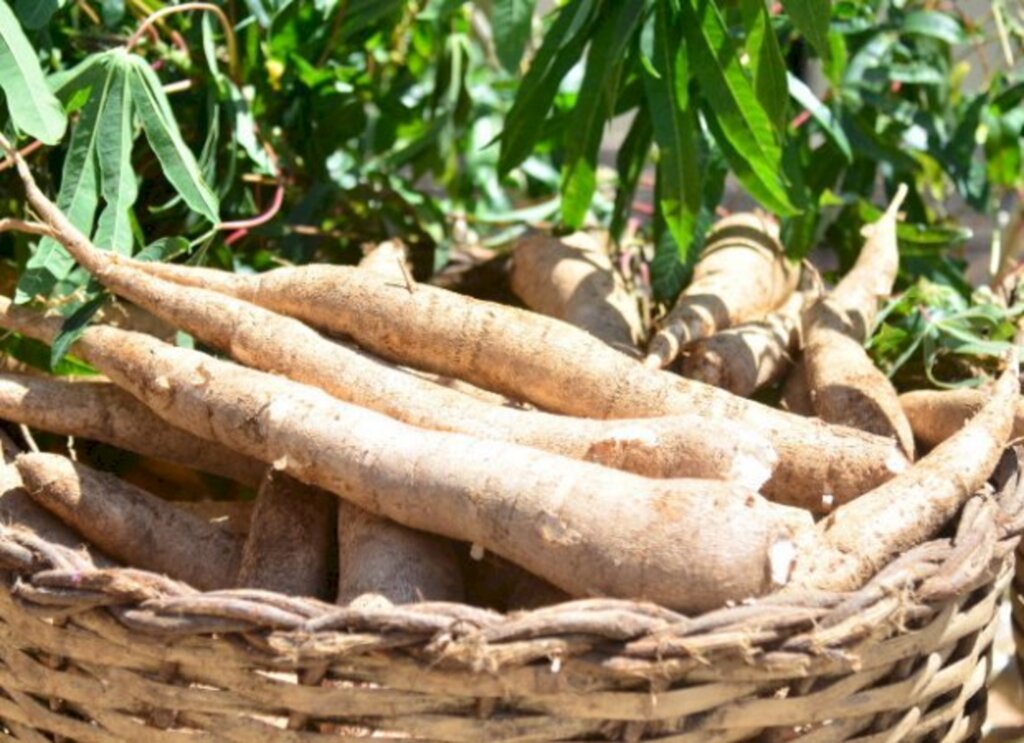 É a primeira vez que mandioca entra nas estimativas da Epagri/Cepa. Foto: Divulgação / Epagri - Neste ano, a apresentação teve novidades, com a inclusão da maçã, da banana e da mandioca, e também da previsão climática para os próximos três meses. Milho, soja e maçã são alguns destaques das estimativas para o próximo ciclo.