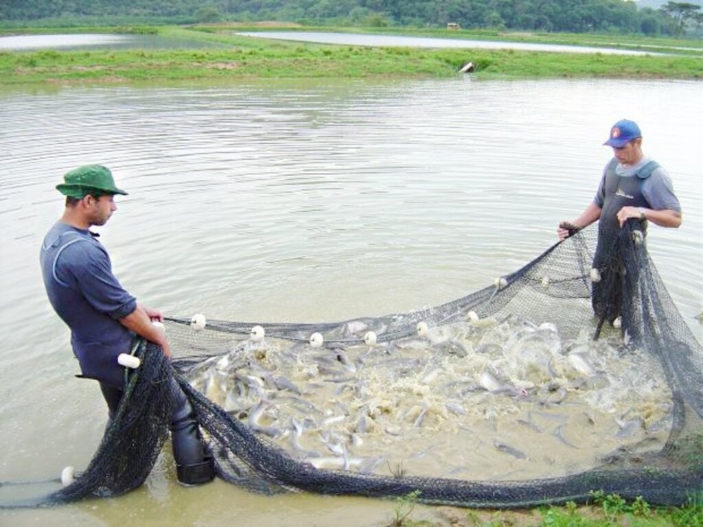 Piscicultores terão mais segurança jurídica para fazer novos investimentos (Foto Arquivo  Epagri) - Mais de 33 mil produtores poderão ser beneficiados