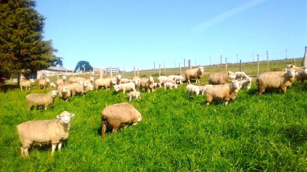 Assistência Técnica e Gerencial do Senar auxilia produtores para aumentar rentabilidade e desenvolver a cadeia no Estado, maior importador nacional de carne de cordeiro Ovinocultura de corte cresce em Santa Catarina