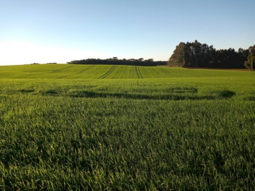 Assessoria de Imprensa  Secretaria de Estado da Agricultura, da Pesca e do Desenvolvimento Rural - Santa Catarina é o quinto maior produtor de trigo do País e as expectativas do Centro de Socioeconomia e Planejamento Agrícola (Epagri/Cepa) são de aumento na produção, área plantada e produtividade (Foto divulgação/Epagri).