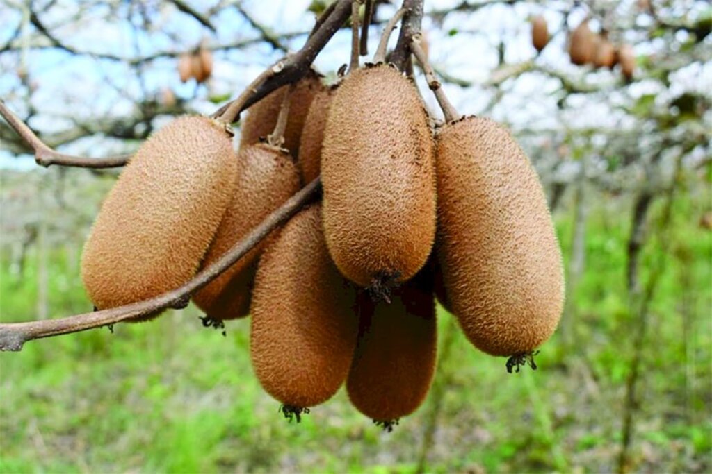 Produção de Kiwis se destaca no interior do município  de Cerro Negro