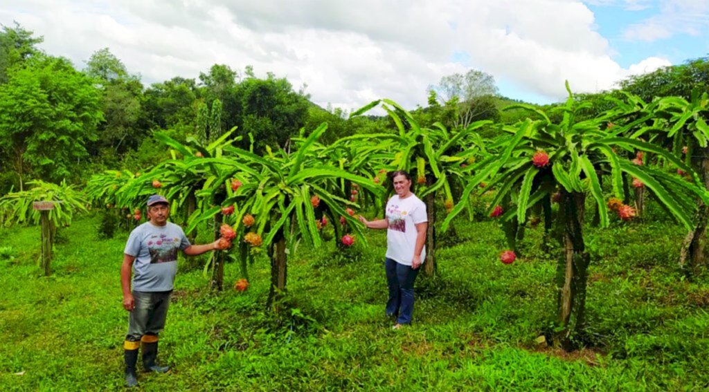 Produtor de Pinhal da Serra investe na produção de Pitaya