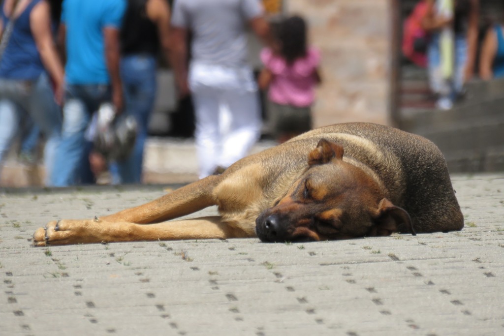 Campanha conscientiza contra o abandono de animais