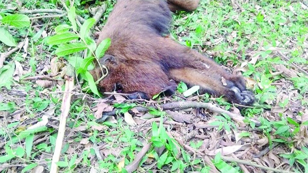 Vigilância Sanitária emite alerta após morte de bugios em Pinhal da Serra