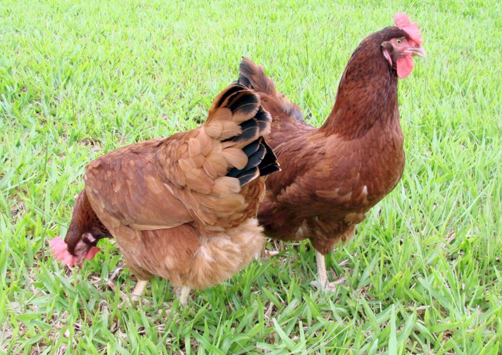 Lucas Scherer Cardoso Jornalista | MTb/RS 10.158 Núcleo de Comunicação Organizacional - Poedeira Embrapa 051 - Foto Levino Bassi - Embrapa Suínos e Aves