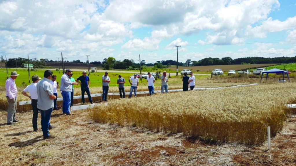 Copercampos promoveu Manhã de Campo de Trigo em Campo Belo do Sul