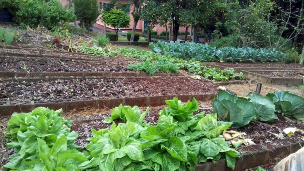 ESCOLA RURAL GARANTE APROVEITAMENTO DE SAFRA DE LEGUMES COM A PRODUÇÃO DE CONSERVAS DURANTE RECESSO EMERGENCIAL