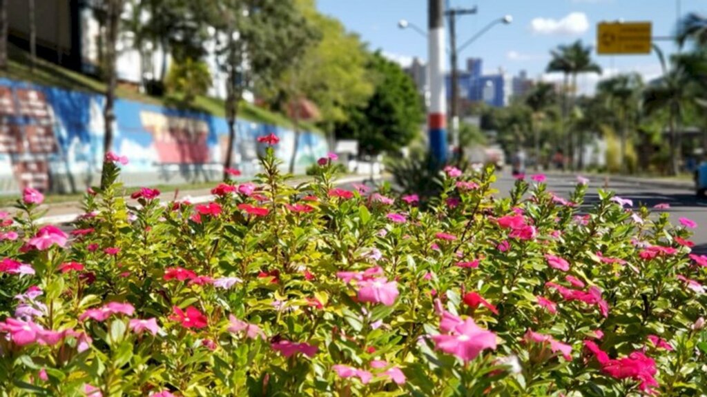 FLORES COLOREM CANTEIROS CENTRAIS EM TRAJETO TURÍSTICO ENTRE O CENTRO HISTÓRICO E O BALNEÁRIO EM PIRATUBA