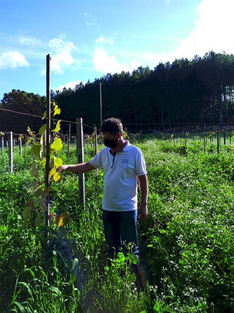 Projeto 'Mais Uva' cumpre novas etapas em Anita Garibaldi