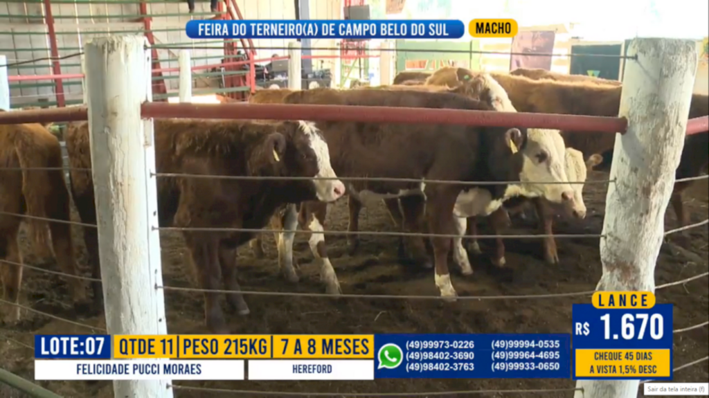 Feira virtual de animais foi sucesso em Campo Belo do Sul