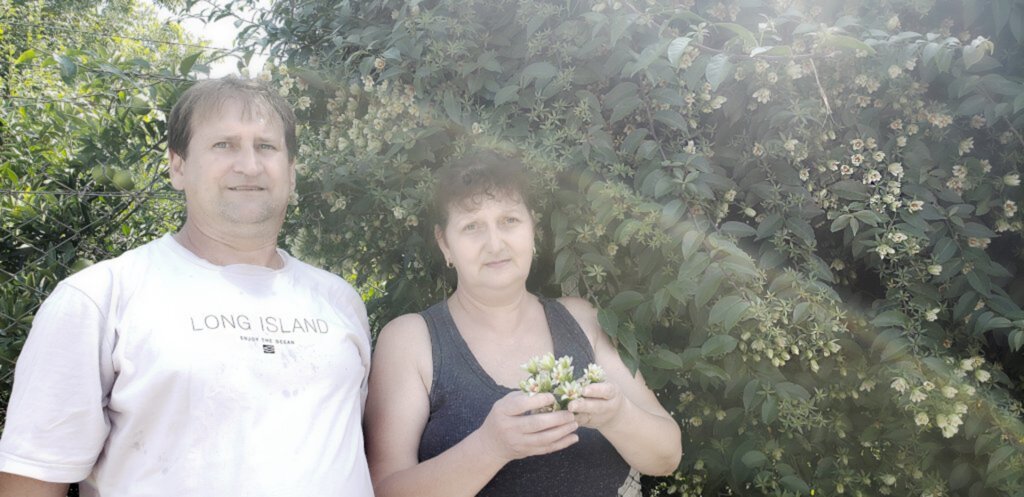  - Casal Silvério e Odete diante da planta.