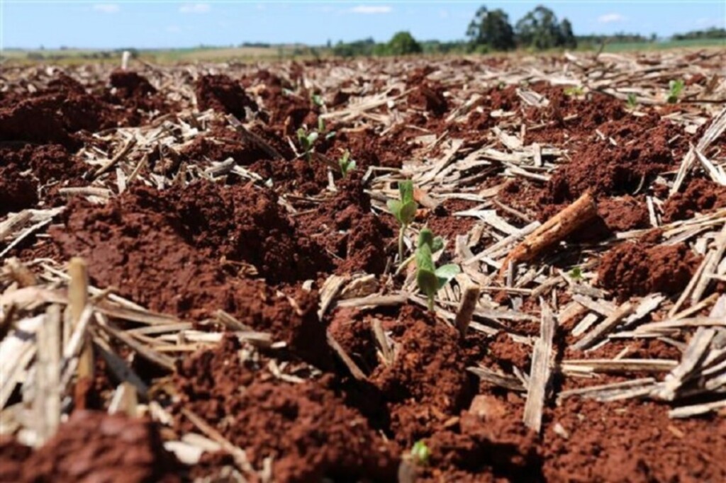 Plantio é intensificado e inicia germinação da soja no Rio Grande do Sul
