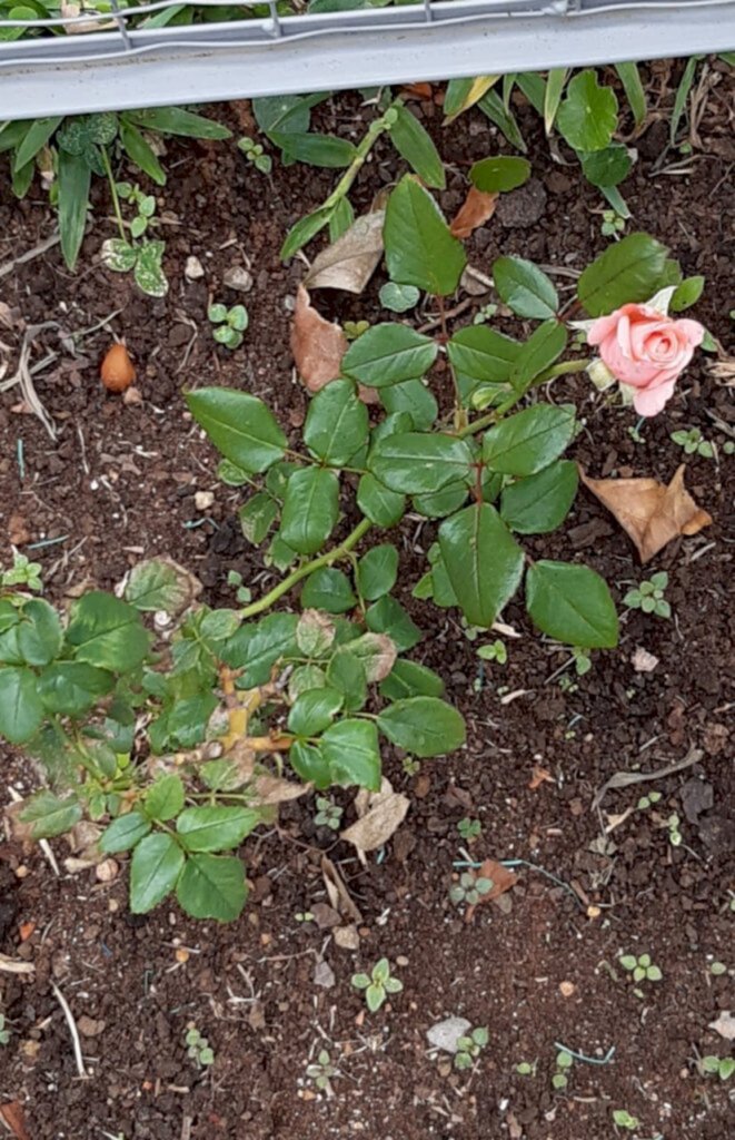 A Rosa de Anita floresceu
