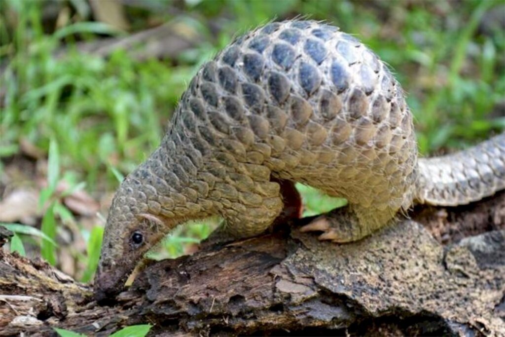 Cientistas chineses identificam pangolim como principal canal na transmissão do coronavírus