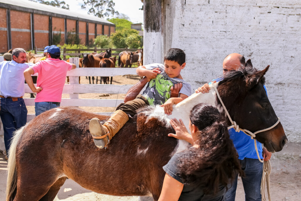 Hospedaria de Grandes Animais doa 17 cavalos