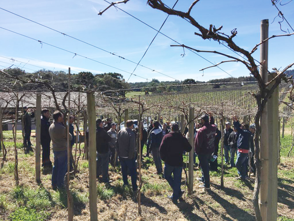 Dia de Campo da Uva reúne produtores em Celso Ramos