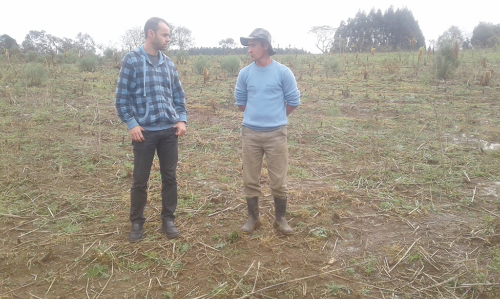 Agricultores de Anita Garibaldi investem na produção de uva
