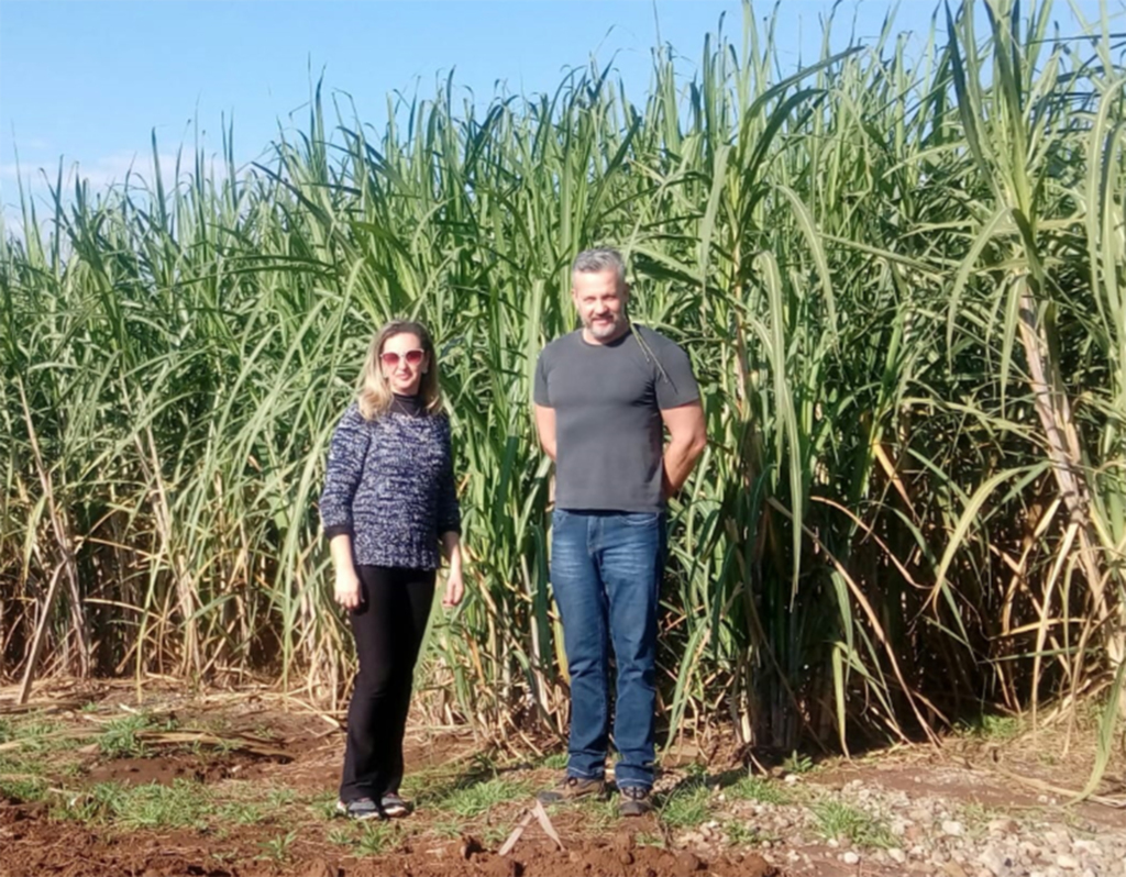 Agroindústrias da cana-de-açúcar em Celso Ramos: cachaça artesanal de alta qualidade
