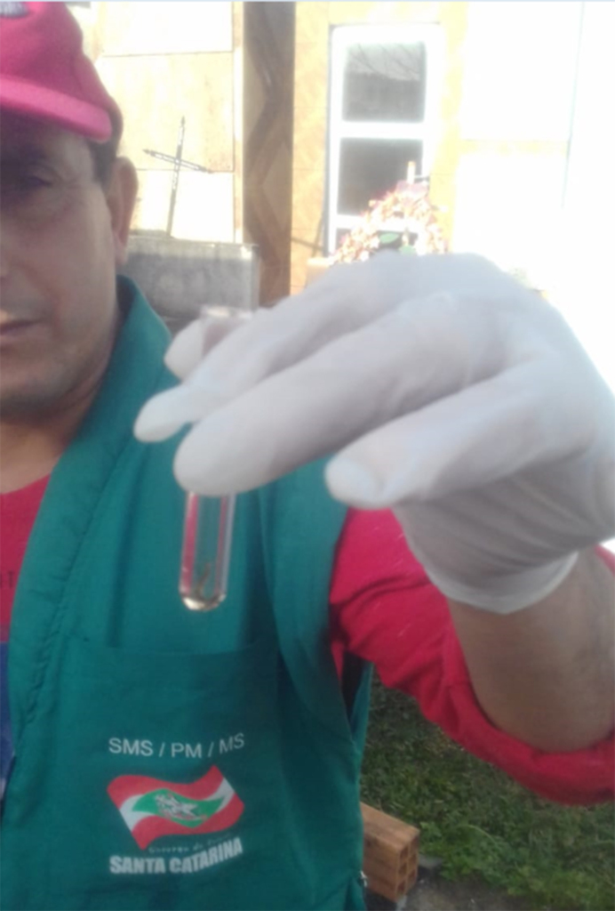 Amostras com larvas encontradas em cemitério  são encaminhadas  para análise