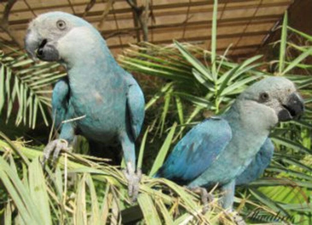 Reintrodução da ararinha-azul na natureza deve começar no ano que vem