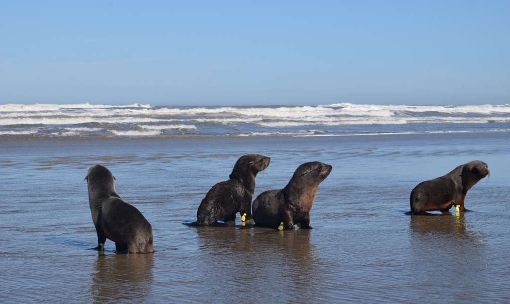 Quatro lobos marinhos são soltos no mar