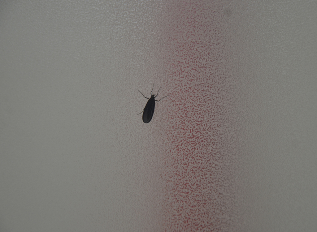 Aparecimento de mosquito chama a atenção na região