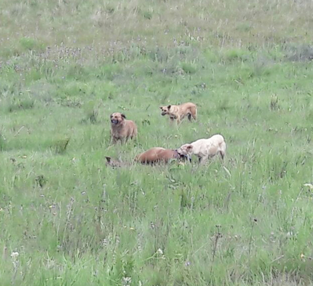 Potro é atacado por cachorros em Campo Belo do Sul
