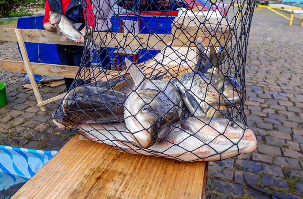Acontece nessa quinta-feira a 5° Feira do Peixe Vivo em Campo Belo