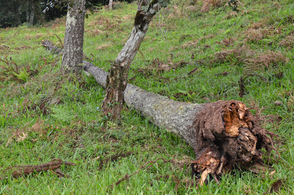 Temporal de fevereiro deixou estragos na Colônia Pacheco, em Anita