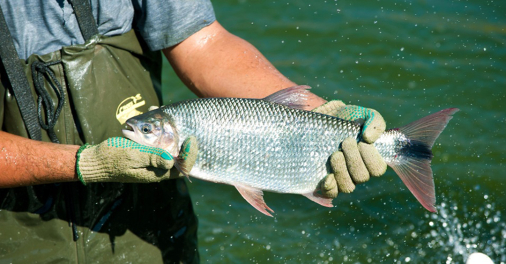  - Piracanjuba é um dos peixes nativos da bacia do rio Pelotas