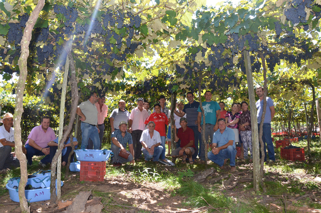 Realizada a abertura da colheita da uva em Pinhal da Serra