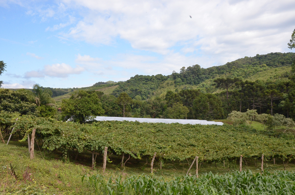 'Colha e Pague' uvas em  Abdon Batista