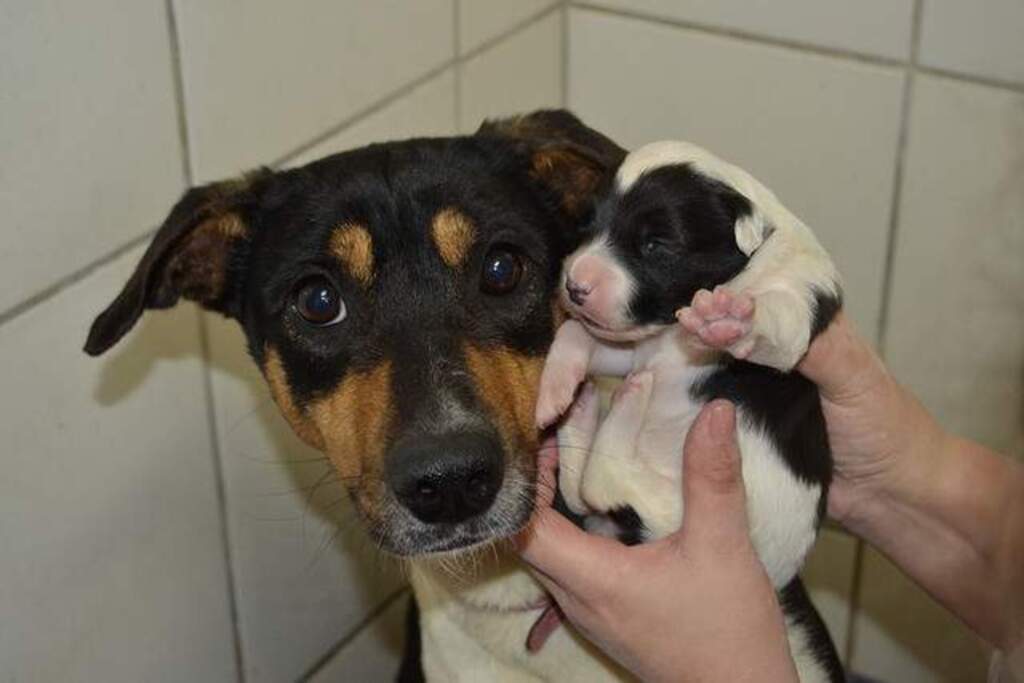 Animais do Canil Municipal também precisam de agasalhos
