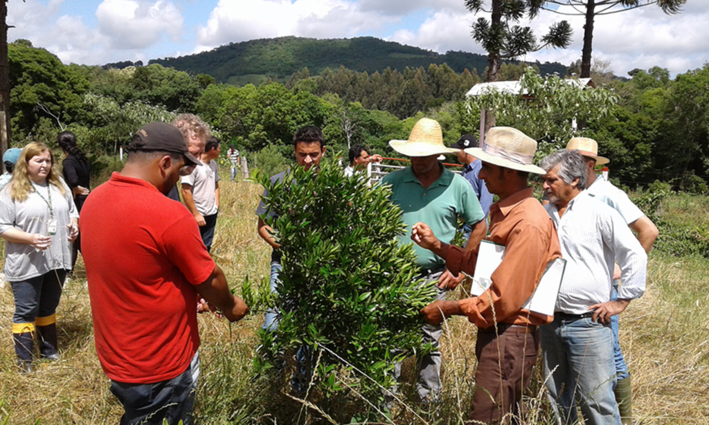 ENERCAN realizou Dia de Campo sobre Citros em Abdon Batista
