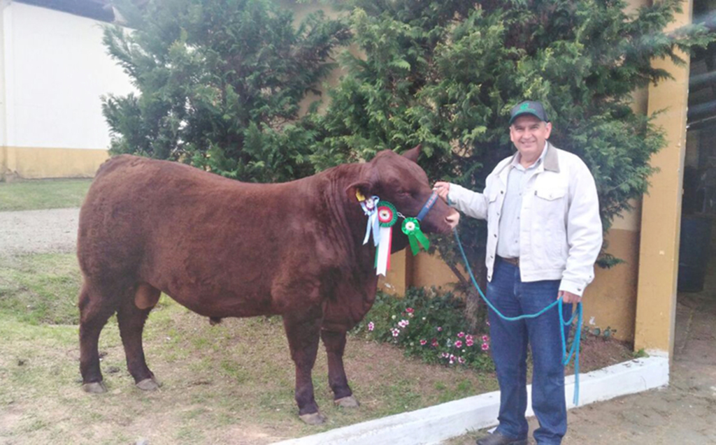 Fazenda Rio Canoas em Anita tem animais premiados na Expolages