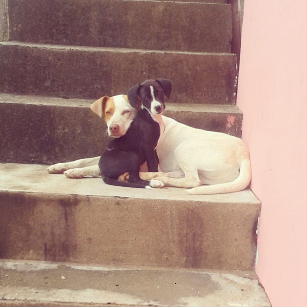 Moradores estão preocupados com morte de cachorros em Anita Garibaldi