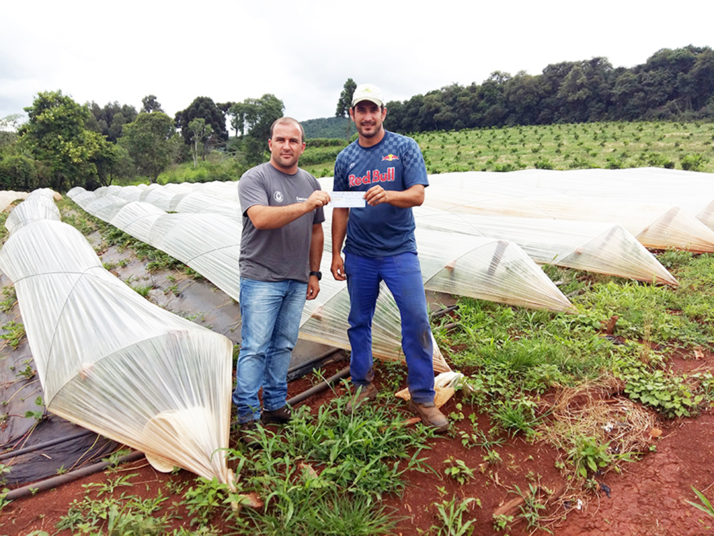 Projeto de Produção de Morango já comercializa produto