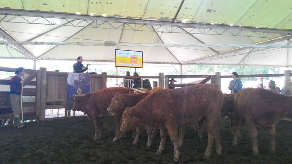 Bons negócios na 1ª Feira do Terneiro (a) e Gado Geral de Vargem