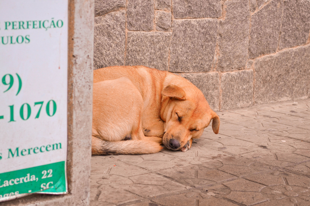 Projeto de lei ajudará controlar população de cães e gatos na região da Amures