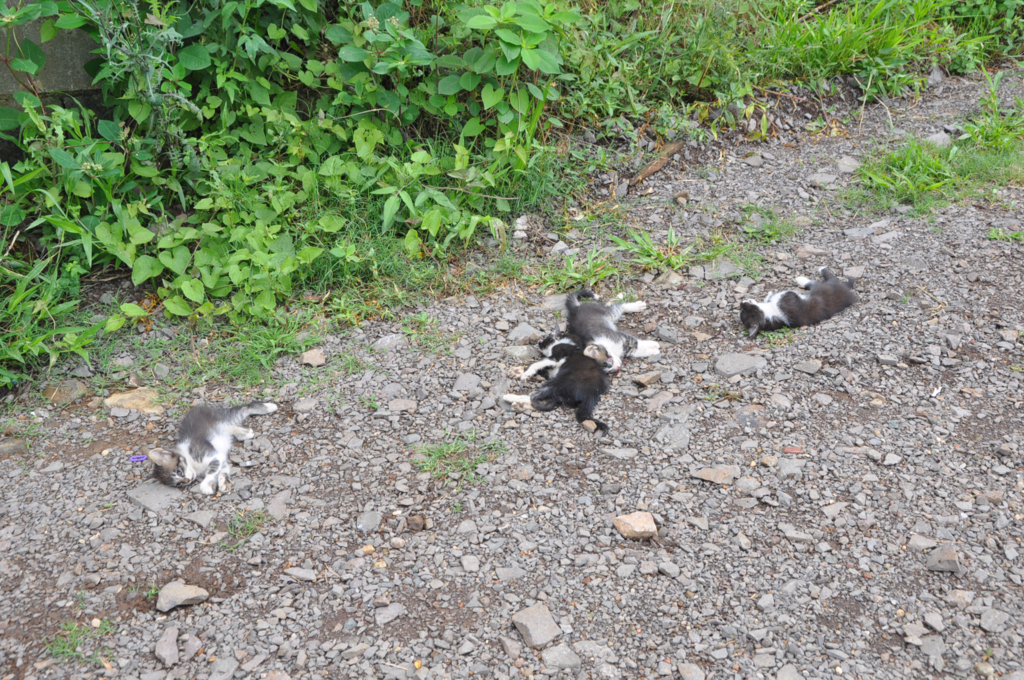 Gatos mortos são jogados em frente à residência em Anita Garibaldi