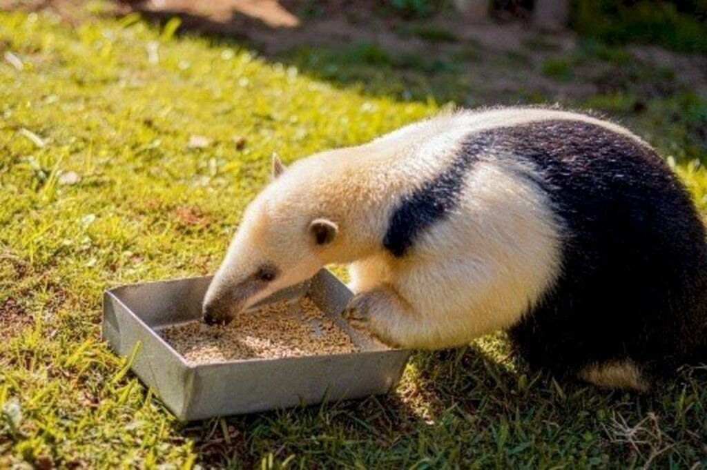 Zoológicos brasileiros testam ração seca para tamanduás e abrem novas possibilidades para a manutenção desses animais