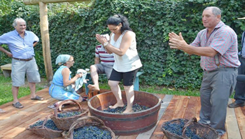 Cidades de Bento Gonçalves e Garibaldi celebram no início da colheita da uva