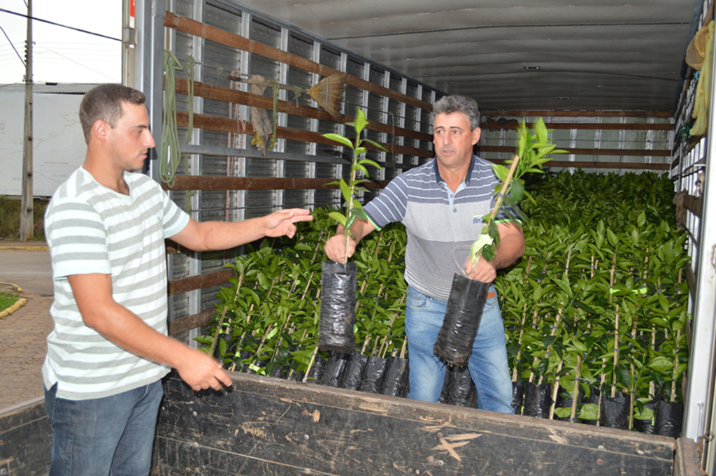 Enercan entrega mudas para a produção de montenegrina