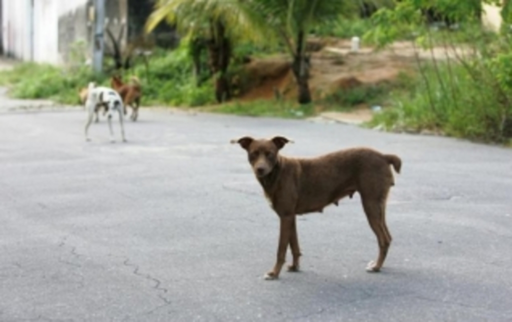 MEIO AMBIENTE APROVA EXIGÊNCIA DE POLÍTICAS PARA PROTEÇÃO ANIMAL