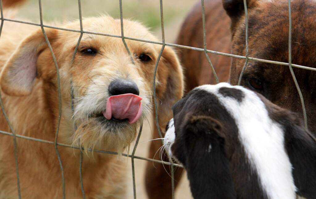 Saiba como reconciliar os peludos