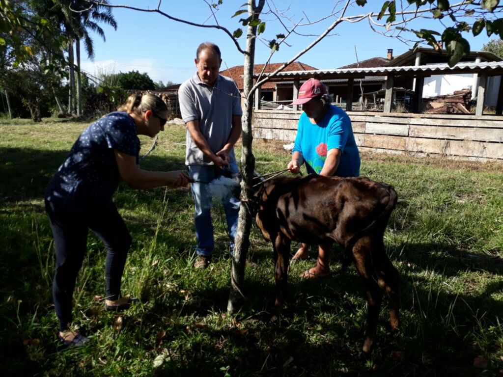 Vacina contra brucelose é gratuita a pequenos produtores