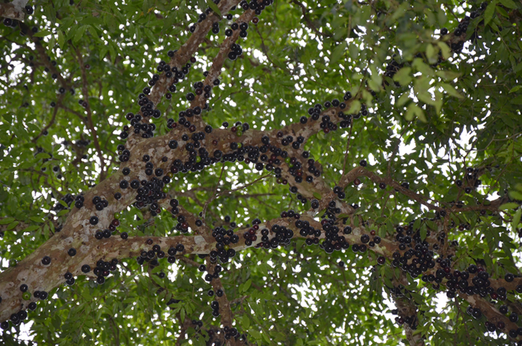 Domingo acontecerá a  10ª edição da Festa da Jabuticaba